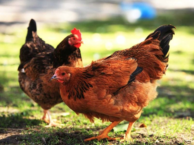dos-gallinas-de-color