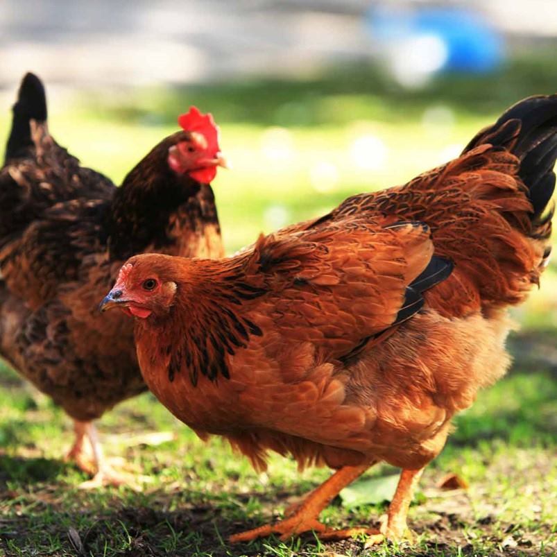 dos-gallinas-de-color